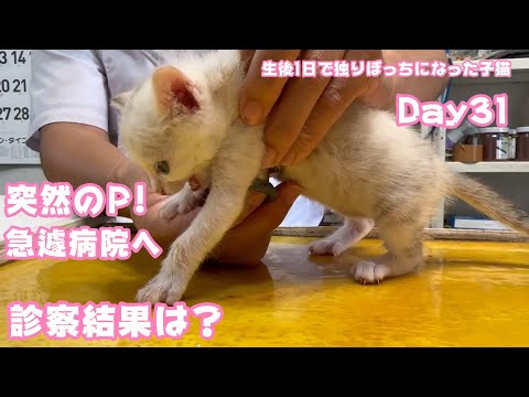 突然のPウン〇 急遽病院へ連れて行きました 診察結果は？ 生後1日で独りぼっちになった子猫 Day31　【2023 09 16-2】(YouTube)