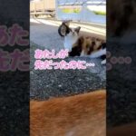 「独り占めできると思ったのににゃ…」#shorts(YouTube)