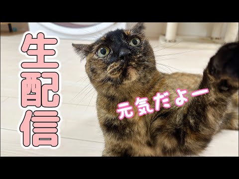 【21時から！】マグロ＆おやつ生配信！(YouTube)