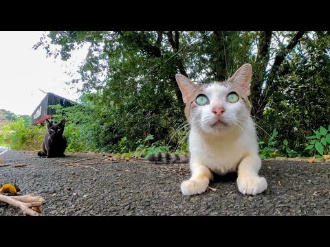 国道沿いのパーキングで出迎った猫はちょっとビビり(YouTube)
