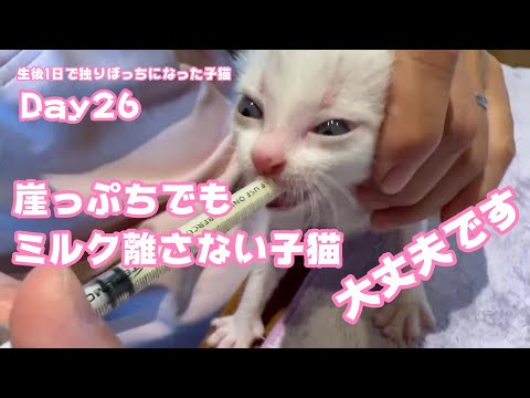 崖っぷちでもミルクを離さない子猫はどうなったか 大丈夫です 猫ですから落ちません 生後1日で独りぼっちになった子猫 Day26 【2023 09 11-2 】(YouTube)