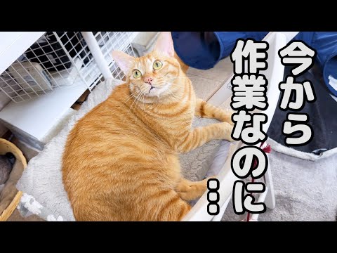 飼い主が仕事をしようとするととにかく甘えようとする猫たちが可愛すぎる…！(YouTube)