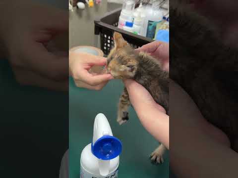 子猫2匹の初めての病院の様子。ノミが大量…！　#shorts(YouTube)