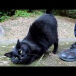 黒猫が人間の足の周りをグルグルと歩き回って進路を妨害してくる(YouTube)
