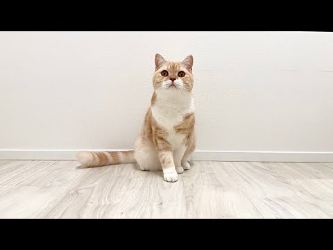 【ご報告】訳あってもちとはなの兄弟をお預かりすることになりました。(YouTube)