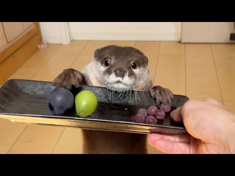 毎年シャインマスカットで喜んでくれるカワウソに今年もプレゼントしたが… The otter was supposed to be pleased with the shinemuscat, but..(YouTube)