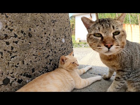猫島の海辺に行くと、キジトラ猫とクリーム猫が日陰でくつろいでいた(YouTube)