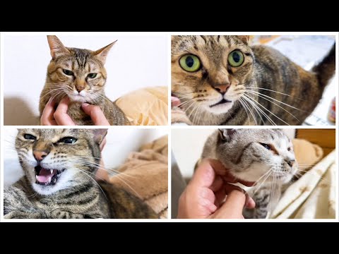 【大家族】猫6匹の目覚まし時計があれば遅刻はしません(YouTube)