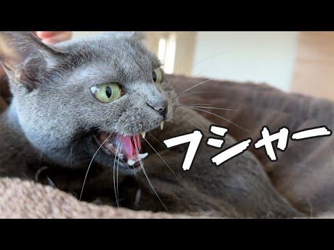 子猫と威嚇しまくる先住の距離が近いです！(YouTube)
