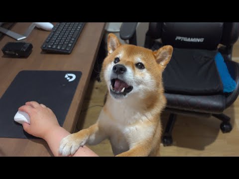 飼い主が喧嘩してると思い犬語で仲裁にくる柴犬がかわいい。(YouTube)