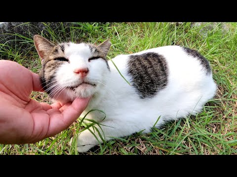 黒猫とキジシロ猫のあごをモフったら目を細めて喜んでくれた(YouTube)