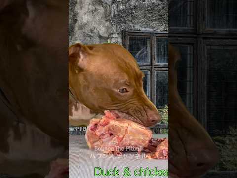 爆速で骨付き肉を喰らうピットブル(YouTube)