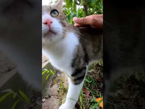 甘えん坊猫ちゃんが可愛い(YouTube)