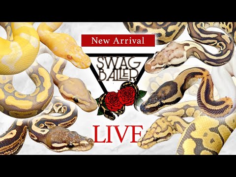 SWAG Baller神戸レプ販売生体を見る！(YouTube)