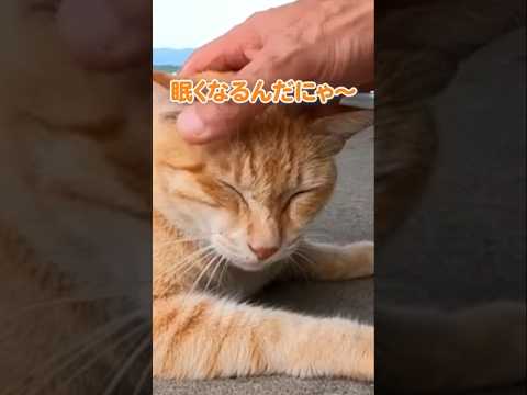 撫でられて眠くなっちゃう猫#shorts(YouTube)