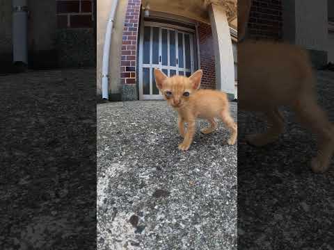 ヨチヨチ歩きの子猫ちゃん　 #猫 #野良猫 #野郎が撮った猫動画(YouTube)
