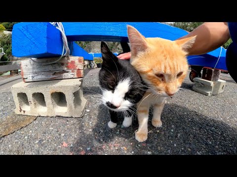 漁港の仲良し猫二人組がモフられにきた(YouTube)