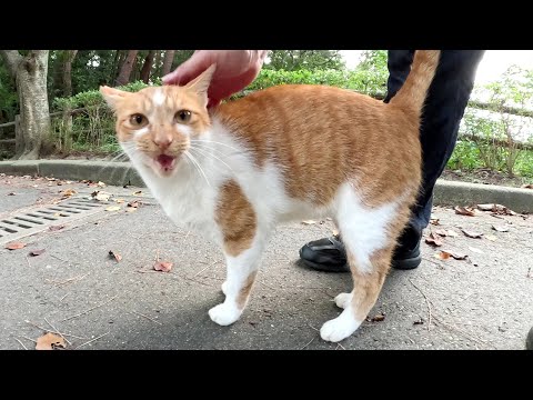 猫が足の周りをグルグル歩き回って「帰らないで！」と訴えてきた(YouTube)