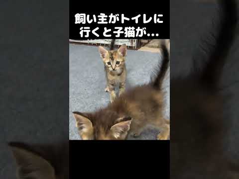 飼い主がトイレに行くと子猫たちが想像以上の反応をしてくれました！　#shorts(YouTube)