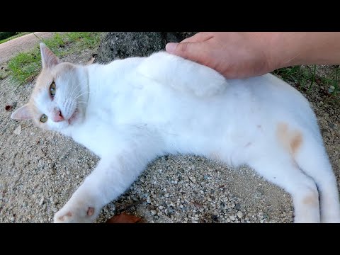 ミルクティー猫に会いに行くとコロンコロンと転げ回って歓迎してくれた(YouTube)