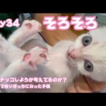そろそろ自分でチッコしようかしらと悩むあざとい子猫 生後1日で独りぼっちになった子猫 Day34 【2023 09 19-2】(YouTube)