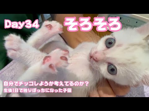 そろそろ自分でチッコしようかしらと悩むあざとい子猫 生後1日で独りぼっちになった子猫 Day34 【2023 09 19-2】(YouTube)
