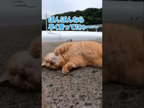 びっくりさせてごめんね…！顔見たら近寄ってきてくれた猫#shorts(YouTube)