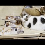 今年も写真選びを手伝ってくれた猫(YouTube)