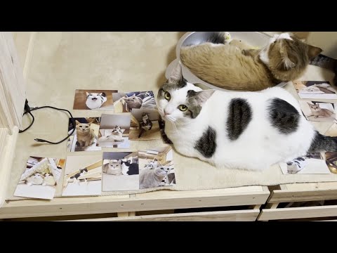 今年も写真選びを手伝ってくれた猫(YouTube)