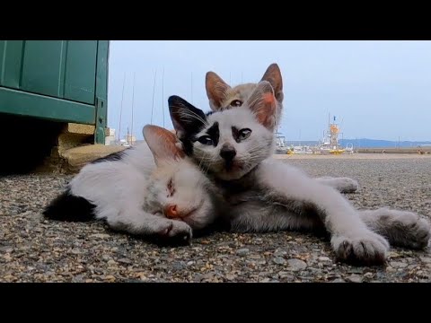 重なり合って寝る子猫たちがかわい過ぎる(YouTube)