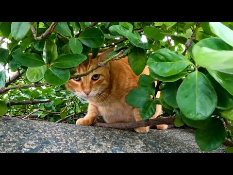 テトラポットの中で寝ていた茶トラ猫ちゃん、顔を見ると喜んで出てきた(YouTube)