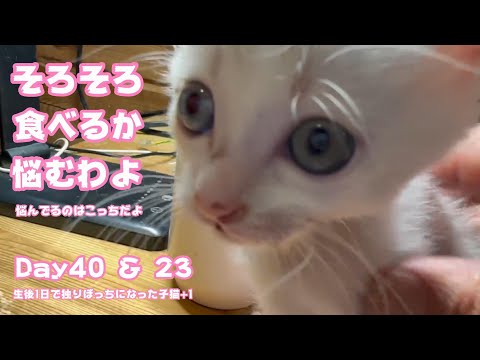そろそろ食べようか悩んでる？ でもね悩んでるのはこっちだからね 生後1日で独りぼっちになった子猫+1 Day40 ＆ 23　【2023 09 25-2】(YouTube)