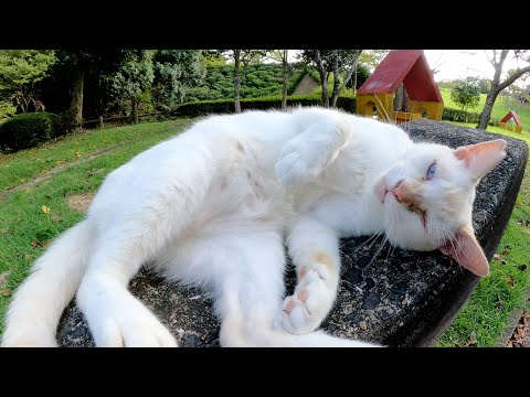 公園の入り口で人懐っこい猫トリオが可愛いポーズでお出迎えしてくれた(YouTube)