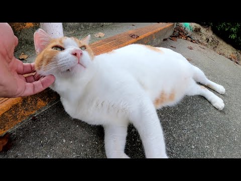 太った茶シロ猫が大きなお腹を放り出して寝転がる(YouTube)