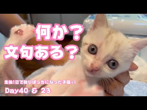 何よ？文句ある？といいたげな甘えたさんな子猫 生後1日で独りぼっちになった子猫+1   Day40 ＆ 24  【2023 09 25-1】(YouTube)
