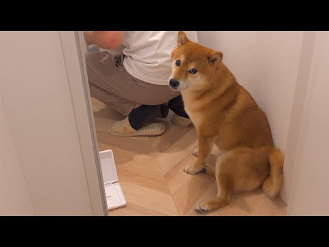 雷が怖すぎて飼い主にトイレまでついていっちゃう柴犬が可愛すぎた。(YouTube)