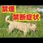 【禁煙一週間】結構禁断症状つらいです(YouTube)