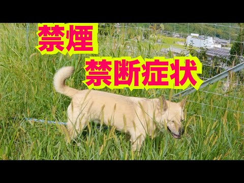 【禁煙一週間】結構禁断症状つらいです(YouTube)