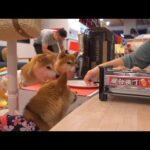 柴犬にサプライズで秋祭りやってみた。(YouTube)