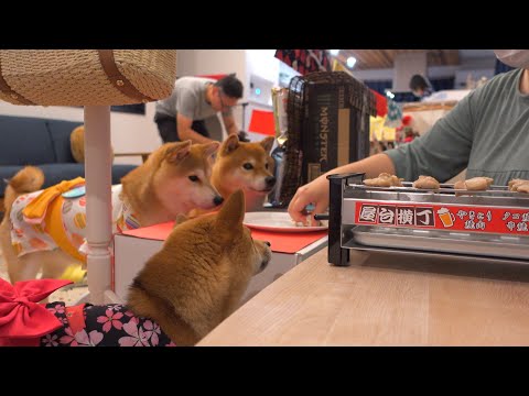 柴犬にサプライズで秋祭りやってみた。(YouTube)
