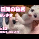 今だから話せます 31日間の子育て秘話 生後1日で独りぼっちになった子猫 Day32　【2023 09 17-2】(YouTube)