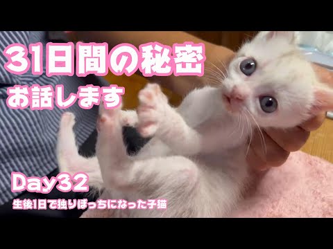 今だから話せます 31日間の子育て秘話 生後1日で独りぼっちになった子猫 Day32　【2023 09 17-2】(YouTube)