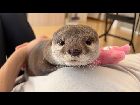 赤ちゃんのように寝る前にぐずるカワウソにぬいぐるみ渡してあげた I gave the otter a stuffed animal before I went to bed.(YouTube)