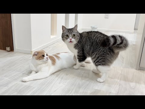 うんち直後の弟のおしりが臭すぎて猫がこうなっちゃいましたwww(YouTube)
