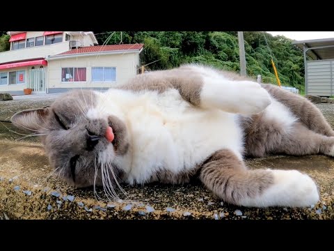 撫でるとクルクル喉を鳴らすグレーの猫がカワイイ(YouTube)