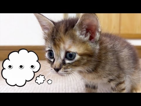 初めてボールを子猫に見せると怖がってしまいました…(YouTube)