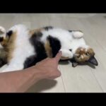 セクハラ上手の飼い主さん(YouTube)