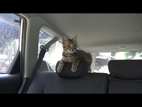 病院へ連れて行かれるのに大はしゃぎする子猫(YouTube)