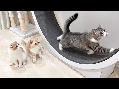回し車を使いたくて兄の後ろで順番待ちしてる弟たちがかわいすぎました笑(YouTube)
