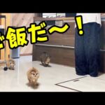 ご飯が待ちきれなくてつまみ食いする子供たち(YouTube)